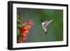 Ruby-throated Hummingbird (Archilochus colubris) flying-Larry Ditto-Framed Photographic Print