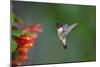 Ruby-throated Hummingbird (Archilochus colubris) flying-Larry Ditto-Mounted Photographic Print