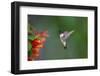 Ruby-throated Hummingbird (Archilochus colubris) flying-Larry Ditto-Framed Photographic Print