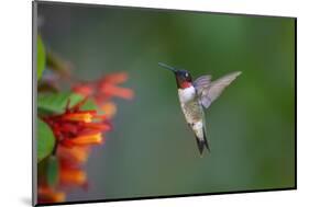 Ruby-throated Hummingbird (Archilochus colubris) flying-Larry Ditto-Mounted Photographic Print