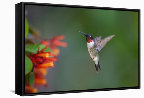 Ruby-throated Hummingbird (Archilochus colubris) flying-Larry Ditto-Framed Stretched Canvas