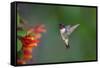 Ruby-throated Hummingbird (Archilochus colubris) flying-Larry Ditto-Framed Stretched Canvas