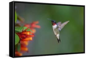 Ruby-throated Hummingbird (Archilochus colubris) flying-Larry Ditto-Framed Stretched Canvas