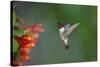 Ruby-throated Hummingbird (Archilochus colubris) flying-Larry Ditto-Stretched Canvas