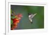 Ruby-throated Hummingbird (Archilochus colubris) flying-Larry Ditto-Framed Photographic Print