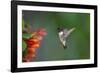 Ruby-throated Hummingbird (Archilochus colubris) flying-Larry Ditto-Framed Photographic Print