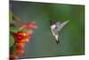 Ruby-throated Hummingbird (Archilochus colubris) flying-Larry Ditto-Mounted Photographic Print