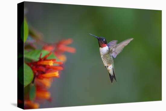 Ruby-throated Hummingbird (Archilochus colubris) flying-Larry Ditto-Stretched Canvas