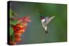 Ruby-throated Hummingbird (Archilochus colubris) flying-Larry Ditto-Stretched Canvas