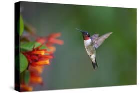 Ruby-throated Hummingbird (Archilochus colubris) flying-Larry Ditto-Stretched Canvas