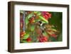 Ruby-throated Hummingbird (Archilochus colubris) hovering-Larry Ditto-Framed Photographic Print