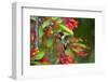 Ruby-throated Hummingbird (Archilochus colubris) hovering-Larry Ditto-Framed Photographic Print