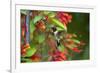 Ruby-throated Hummingbird (Archilochus colubris) hovering-Larry Ditto-Framed Photographic Print