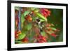 Ruby-throated Hummingbird (Archilochus colubris) hovering-Larry Ditto-Framed Photographic Print