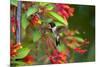 Ruby-throated Hummingbird (Archilochus colubris) hovering-Larry Ditto-Mounted Photographic Print