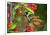 Ruby-throated Hummingbird (Archilochus colubris) hovering-Larry Ditto-Framed Photographic Print