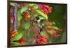 Ruby-throated Hummingbird (Archilochus colubris) hovering-Larry Ditto-Framed Photographic Print