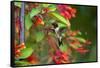 Ruby-throated Hummingbird (Archilochus colubris) hovering-Larry Ditto-Framed Stretched Canvas