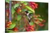 Ruby-throated Hummingbird (Archilochus colubris) hovering-Larry Ditto-Stretched Canvas