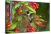 Ruby-throated Hummingbird (Archilochus colubris) hovering-Larry Ditto-Stretched Canvas