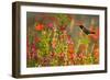 Ruby-throated Hummingbird (Archilochus colubris) in flower garden at sunrise, Texas, USA.-Larry Ditto-Framed Photographic Print