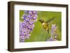 Ruby-Throated Hummingbird (Archilochus Colubris) Male Feeding-Larry Ditto-Framed Photographic Print