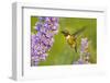 Ruby-Throated Hummingbird (Archilochus Colubris) Male Feeding-Larry Ditto-Framed Photographic Print