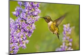 Ruby-Throated Hummingbird (Archilochus Colubris) Male Feeding-Larry Ditto-Mounted Photographic Print