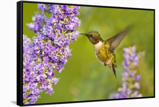 Ruby-Throated Hummingbird (Archilochus Colubris) Male Feeding-Larry Ditto-Framed Stretched Canvas