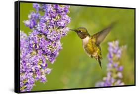 Ruby-Throated Hummingbird (Archilochus Colubris) Male Feeding-Larry Ditto-Framed Stretched Canvas