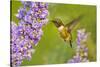 Ruby-Throated Hummingbird (Archilochus Colubris) Male Feeding-Larry Ditto-Stretched Canvas