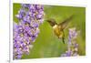 Ruby-Throated Hummingbird (Archilochus Colubris) Male Feeding-Larry Ditto-Framed Photographic Print