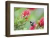 Ruby-throated hummingbird (Archilochus colubris) male feeding.-Larry Ditto-Framed Photographic Print