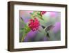 Ruby-throated Hummingbird (Archilochus colubris) male on Eqyptian Starcluster Marion Co. IL-Richard & Susan Day-Framed Photographic Print