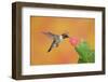 Ruby-Throated Hummingbird (Archilochus Colubris)-Rolf Nussbaumer-Framed Photographic Print