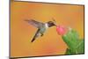 Ruby-Throated Hummingbird (Archilochus Colubris)-Rolf Nussbaumer-Mounted Photographic Print