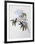 Ruby-Throated Hummingbird (Archilochus Colubris)-John Gould-Framed Giclee Print