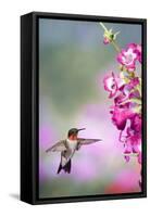 Ruby-Throated Hummingbird at a Penstemon. Marion, Illinois, Usa-Richard ans Susan Day-Framed Stretched Canvas
