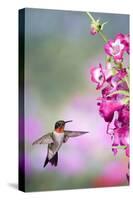 Ruby-Throated Hummingbird at a Penstemon. Marion, Illinois, Usa-Richard ans Susan Day-Stretched Canvas