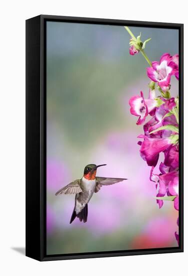 Ruby-Throated Hummingbird at a Penstemon. Marion, Illinois, Usa-Richard ans Susan Day-Framed Stretched Canvas