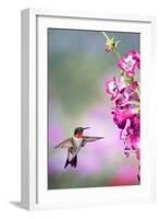 Ruby-Throated Hummingbird at a Penstemon. Marion, Illinois, Usa-Richard ans Susan Day-Framed Photographic Print