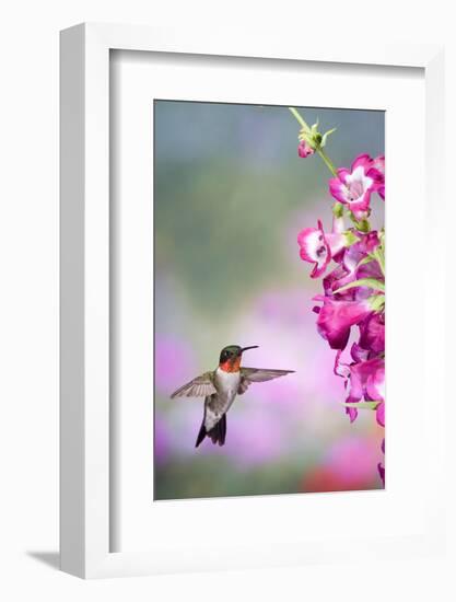 Ruby-Throated Hummingbird at a Penstemon. Marion, Illinois, Usa-Richard ans Susan Day-Framed Photographic Print