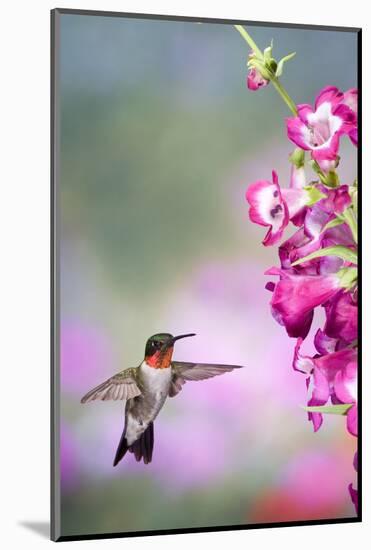 Ruby-Throated Hummingbird at a Penstemon. Marion, Illinois, Usa-Richard ans Susan Day-Mounted Photographic Print