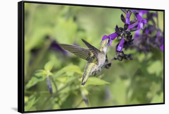 Ruby-throated Hummingbird at Amistad Salvia, Illinois-Richard & Susan Day-Framed Stretched Canvas