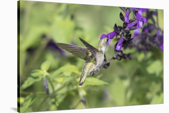 Ruby-throated Hummingbird at Amistad Salvia, Illinois-Richard & Susan Day-Stretched Canvas