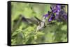 Ruby-throated Hummingbird at Amistad Salvia, Illinois-Richard & Susan Day-Framed Stretched Canvas