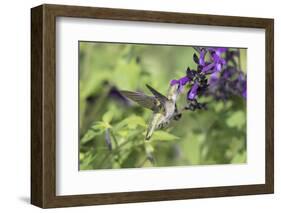 Ruby-throated Hummingbird at Amistad Salvia, Illinois-Richard & Susan Day-Framed Photographic Print