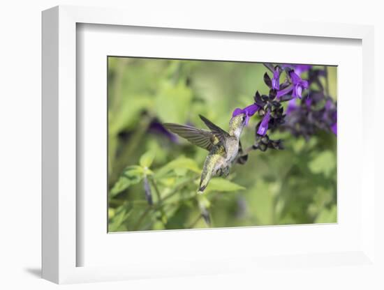 Ruby-throated Hummingbird at Amistad Salvia, Illinois-Richard & Susan Day-Framed Photographic Print