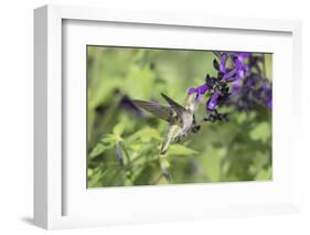 Ruby-throated Hummingbird at Amistad Salvia, Illinois-Richard & Susan Day-Framed Photographic Print