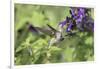 Ruby-throated Hummingbird at Amistad Salvia, Illinois-Richard & Susan Day-Framed Photographic Print